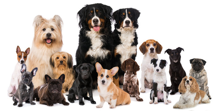 Top 10 Dog Breeds In The World › CrazyLogy